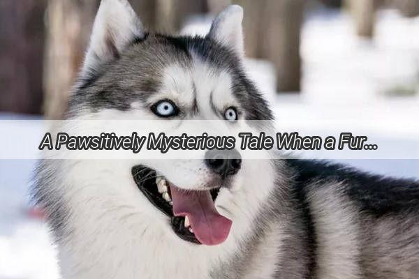 A Pawsitively Mysterious Tale When a Furry Friend Loses a Lock of Love